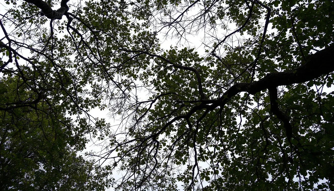 Tree Crown Reduction in Rochester